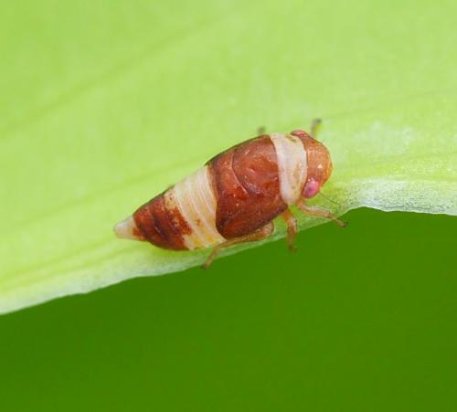 Réf. 228 576 : Oncopsis flavicollis